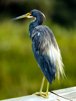 WestPalmNature (2 of 4)