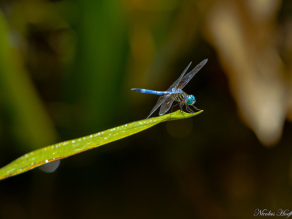 dragonfly (1 of 1)